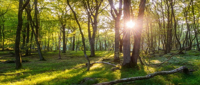 Skog & Natur Kurs Skog & Natur Kurs