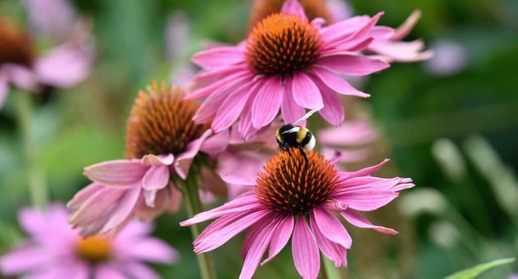 Växtporträtt: Solhattar