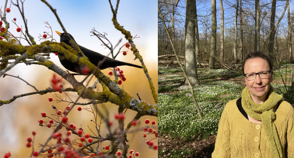 Webinarium – Växter med dekorativ fruktsättning