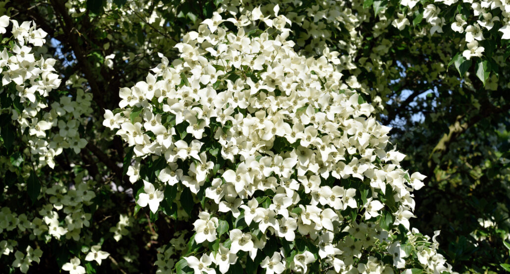 Cornus kousa var. chinensis 'China Girl'