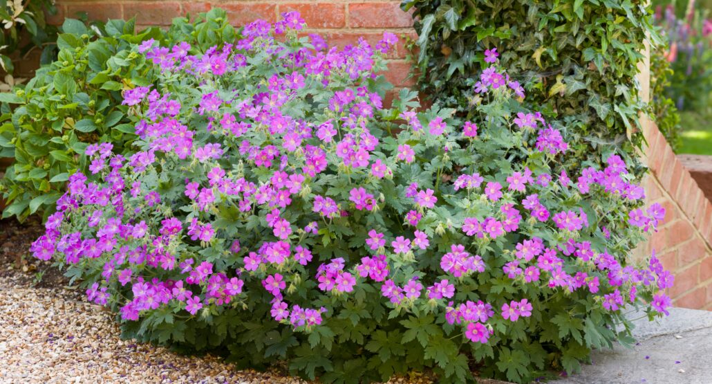 Perenner i vått och torrt Kurs om Perenner