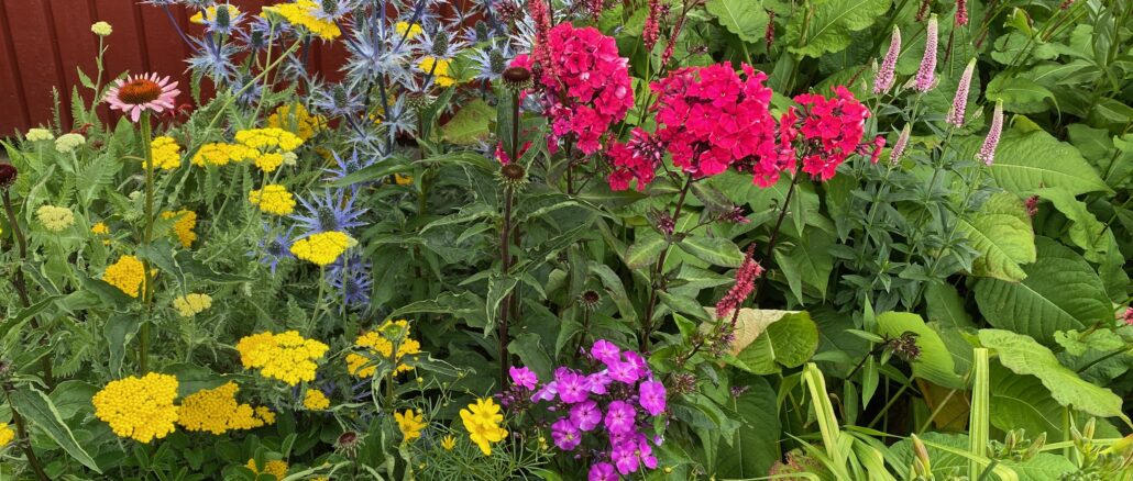 Starka färger – en trädgårdstrend