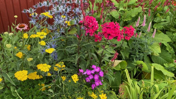 Starka färger – en trädgårdstrend