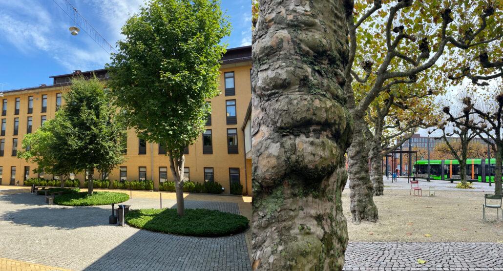 Trädvård i skötselarbetet
