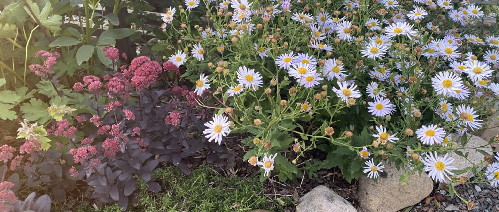 Härliga höstblommande perenner