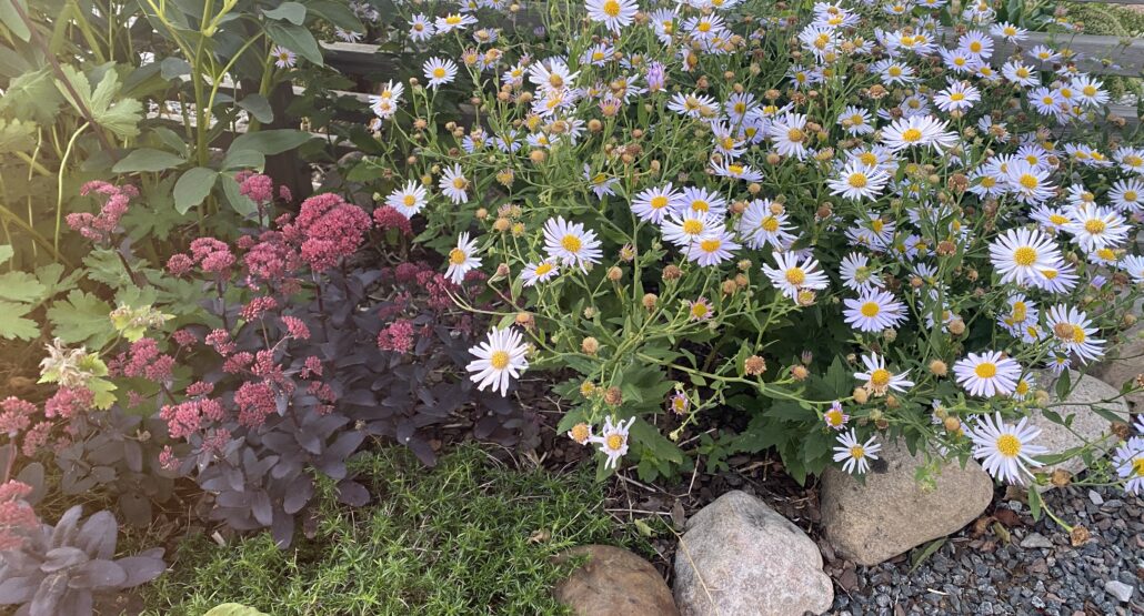 Härliga höstblommande perenner