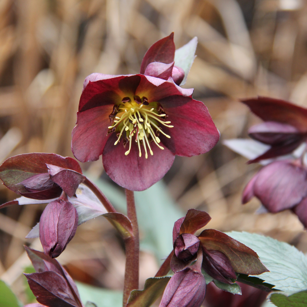 Helleborus hybridus Star of Passion foto perenner.se