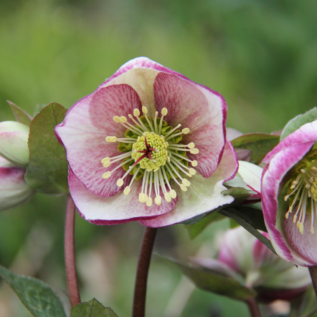 Helleborus ericsmithii GLENDA'S GLOSS 'Epb 25'