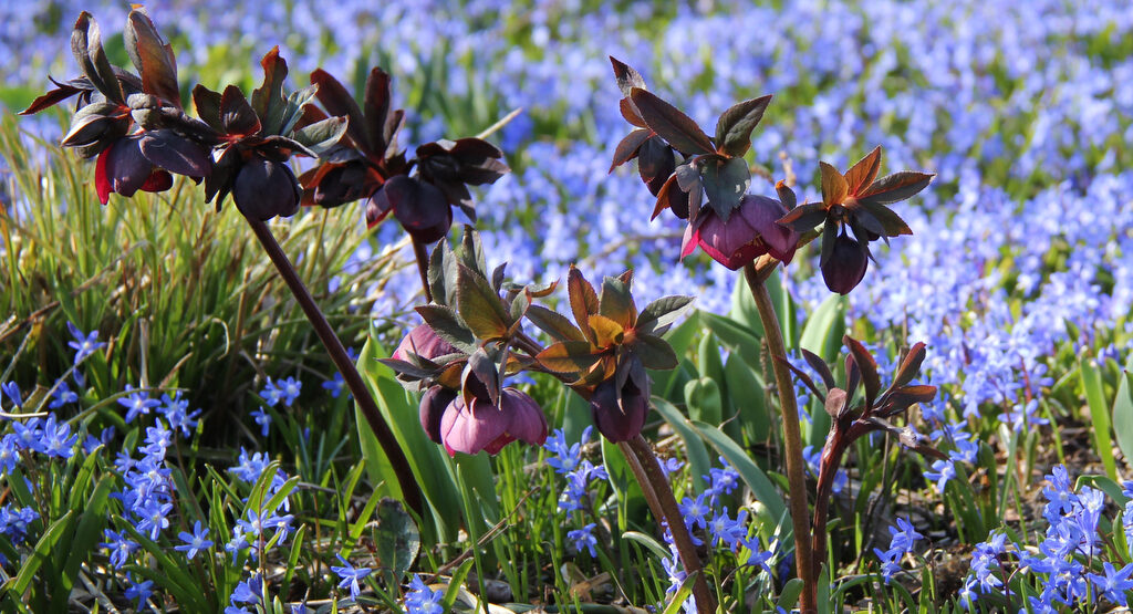 Mörkblå julros och scilla foto perenner.se