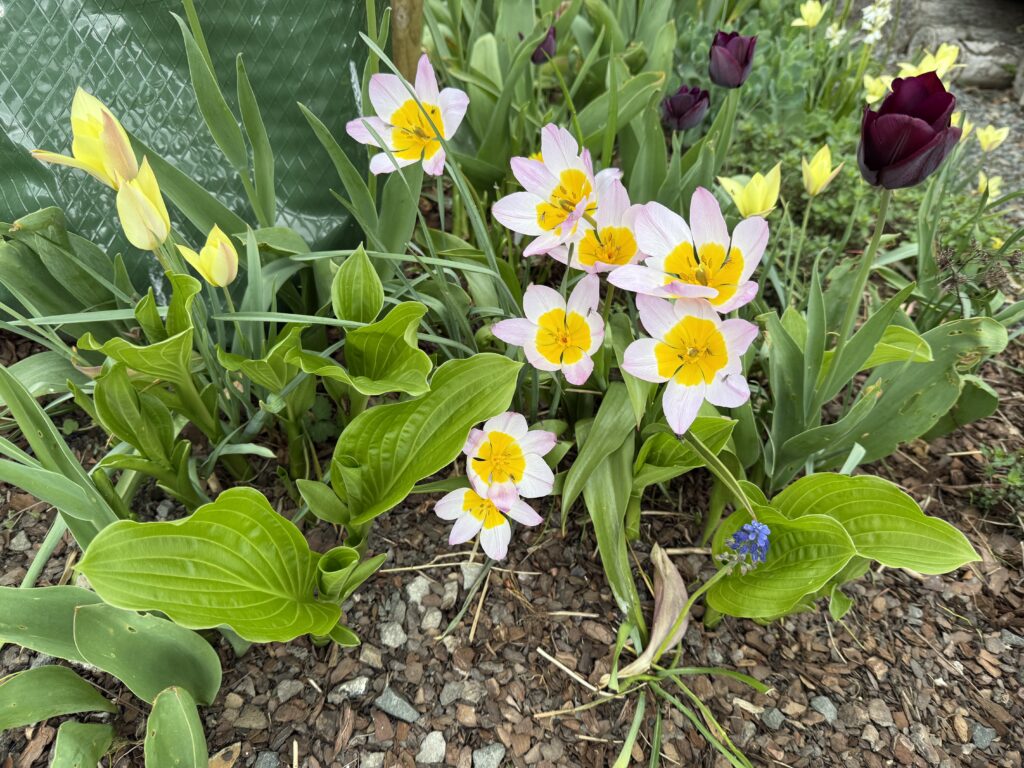 Låt det blomma