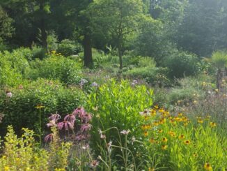 Grundläggande växtkunskap