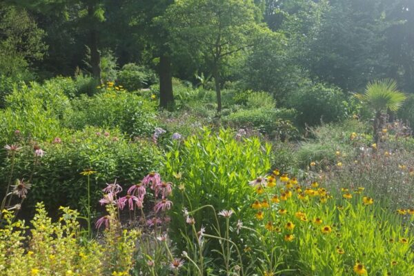 Grundläggande växtkunskap